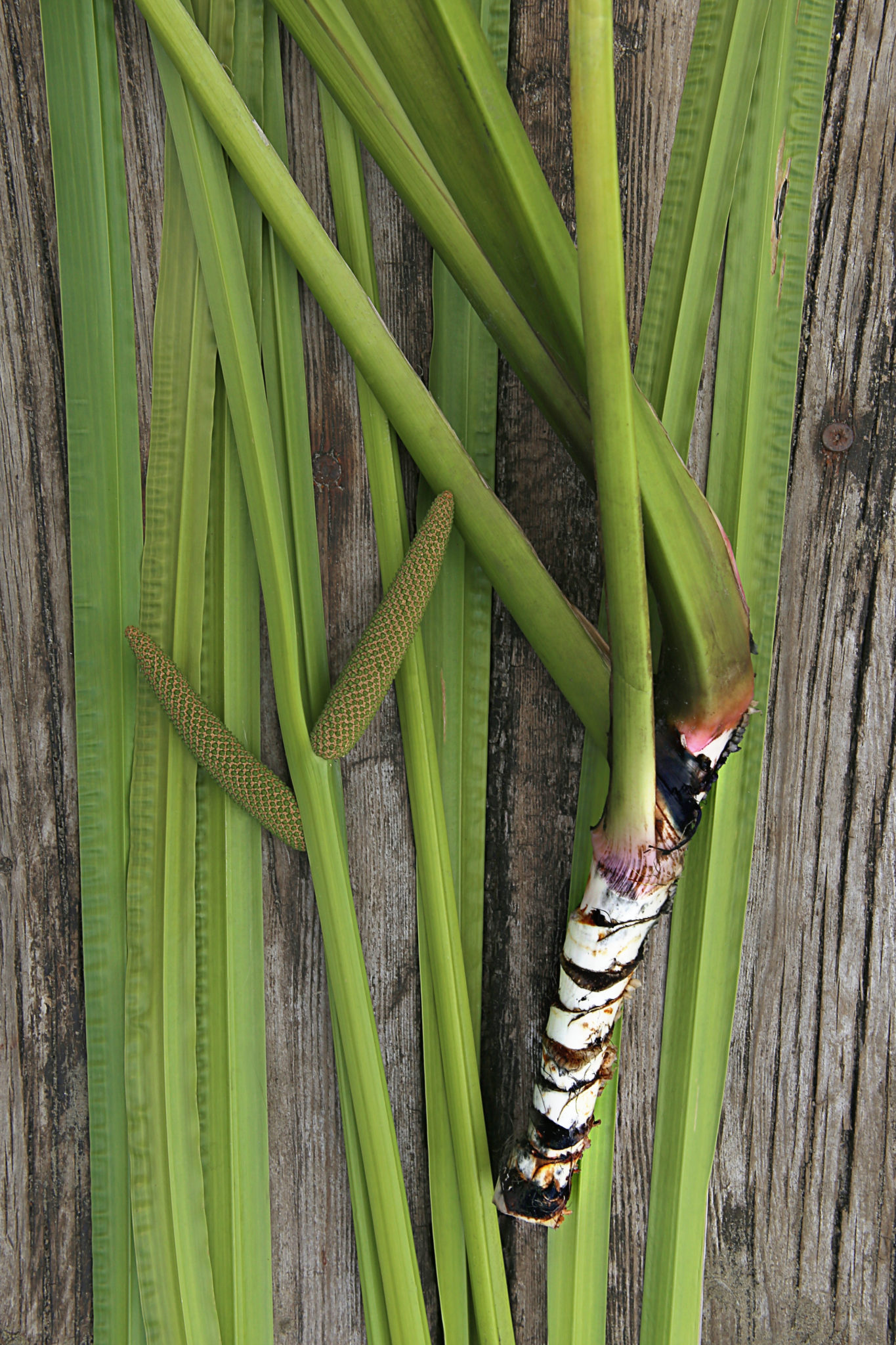 Canva Freshly dug Acorus calamus root with leaves and inflorescence.